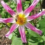 Dahlia tenuicaulis Blomst