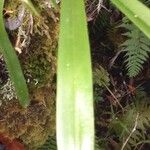 Bulbophyllum comorianum Hoja