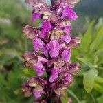 Orchis spitzelii Квітка