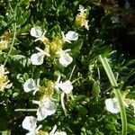 Teucrium montanum Floare