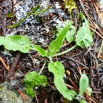 Phyteuma betonicifolium Hoja
