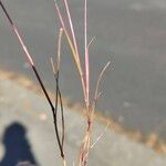Catapodium rigidum Hoja