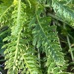 Pedicularis comosa Blad