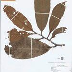 Guatteria megalophylla Leaf