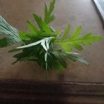 Artemisia vulgaris Deilen