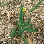 Emilia coccinea Leaf