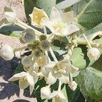 Calotropis procera Flor