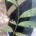 Guarea glabra Yaprak