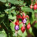 Fuchsia magellanica Хабит