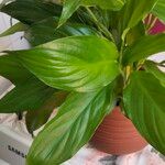 Spathiphyllum floribundumFeuille