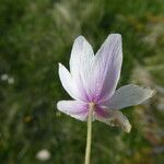 Anemonoides nemorosa Kwiat