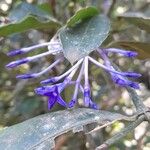 Faramea hyacinthina Fleur