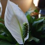 Spathiphyllum wallisii 花