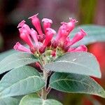 Cestrum elegans Flower