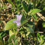 Ruellia prostrata Хабит