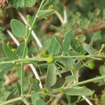 Cocculus pendulus Leaf