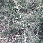 Ceanothus leucodermis Hábito