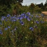 Veronica teucrium ശീലം