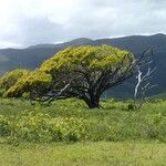 Acacia spirorbis Tervik taim
