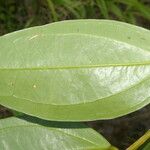 Satyria meiantha Hoja