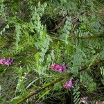 Vicia nigricans Hábito