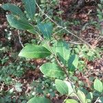 Ilex coriacea Leaf