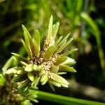 Cyperus textilis autre