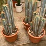 Pilosocereus pachycladus Hostoa