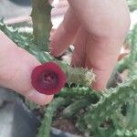 Huernia schneideriana Lorea