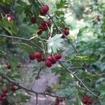 Crataegus marshallii Fruit