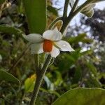 Solanum pseudocapsicumÇiçek