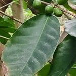 Coffea arabica Fruit