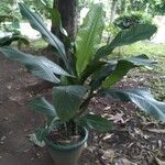 Dieffenbachia parlatorei Tervik taim