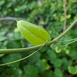 Smilax rotundifolia Leaf