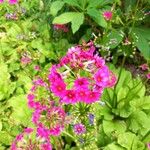 Primula japonica Flower