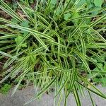 Carex morrowii List