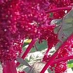 Amaranthus hypochondriacus Kvet