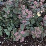Sedum sieboldii Hoja