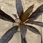 Cordyline fruticosa পাতা