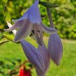 Hosta plantagineaFlor