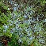 Eryngium planum অভ্যাস