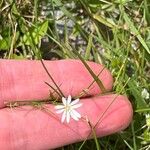 Stellaria longipes Fiore