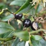 Sarcococca confusa Frucht