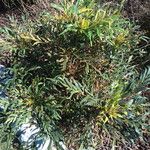 Mahonia fortunei Habit