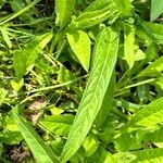 Succisella inflexa 葉