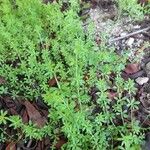 Galium tricornutum आदत