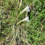 Gladiolus gunnisii Virág