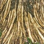 Erythrina fusca Bark