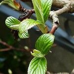 Viburnum × bodnantense Lapas