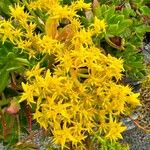 Sedum praealtum Flor